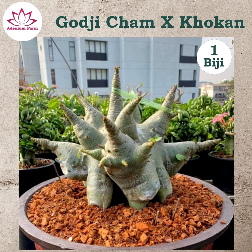 Benih Biji Bibit Adenium Arabikum Hibrid GODJI CHAM X KHOKAN