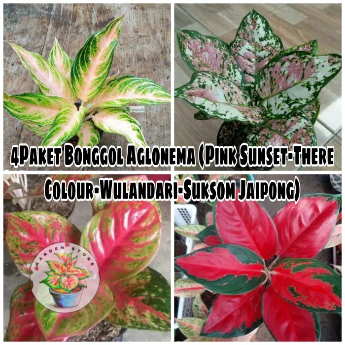 Promo Murah 4Paket Bonggol Aglonema|Paket 4Bonggolan Aglonema