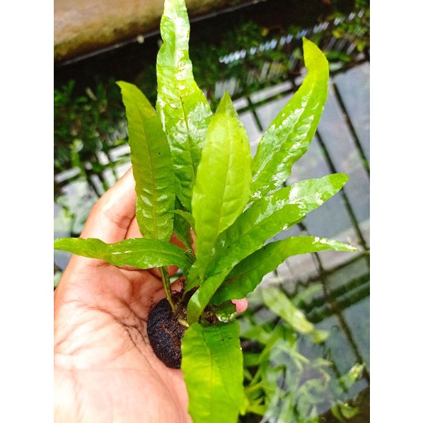 

microsorum kadaka wabikusa