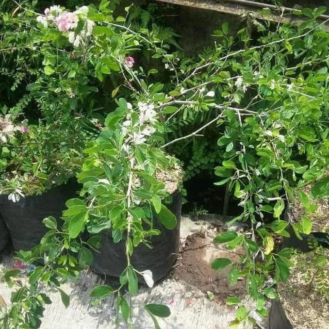 A1 Bibit Tanaman Buah Asam Belanda Atau Asam Keranji Kranji Asam Manis Kw+ Nh”