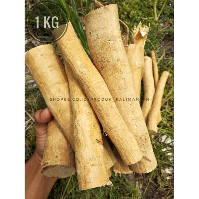 Asli Akar Pasak Bumi 1kg Tongkat Ali Asli Kalimantan Ginseng Alami Shopee Indonesia