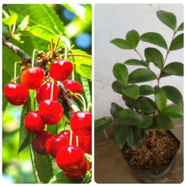 Bibit Tanaman Buah Crerry Vietnam/pohon ceri