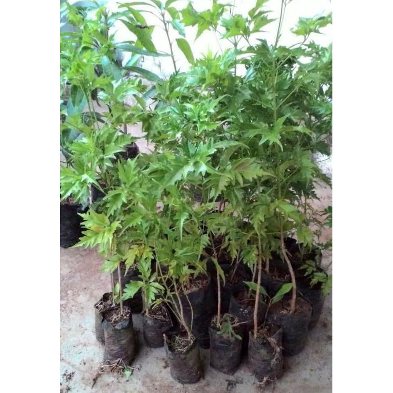 300 GR BIJI BENIH POHON CENDANA WANGI NTT ANJAI