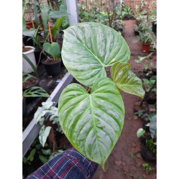 PHILODENDRON MAJESTIC