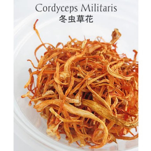 

Cordyceps Flower Jamur Bunga Cordyceps Cong Cao Hau Chongcaohao