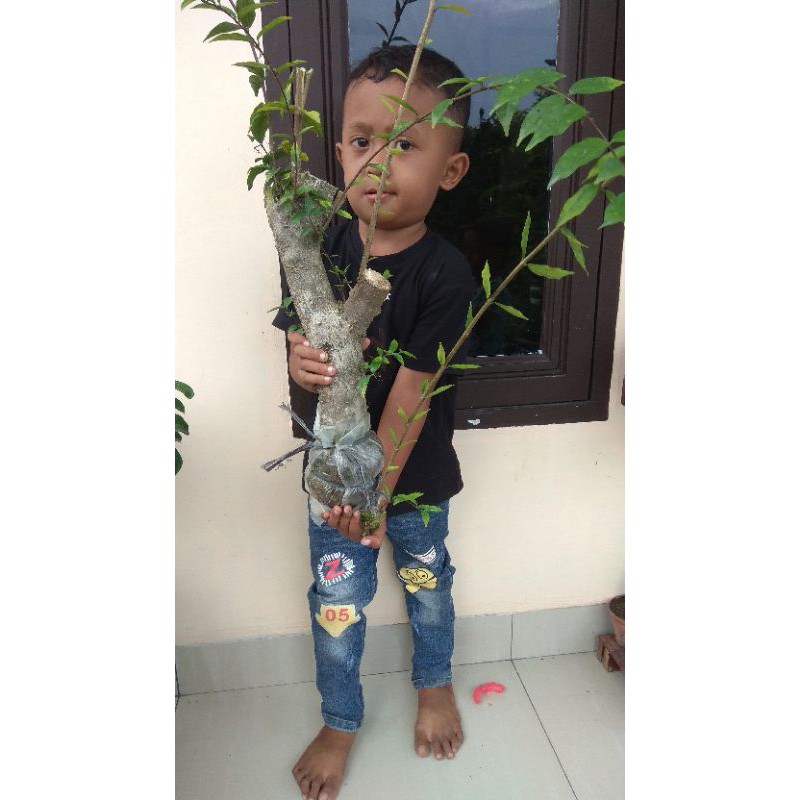 Bahan cangkokan bonsai anting putri