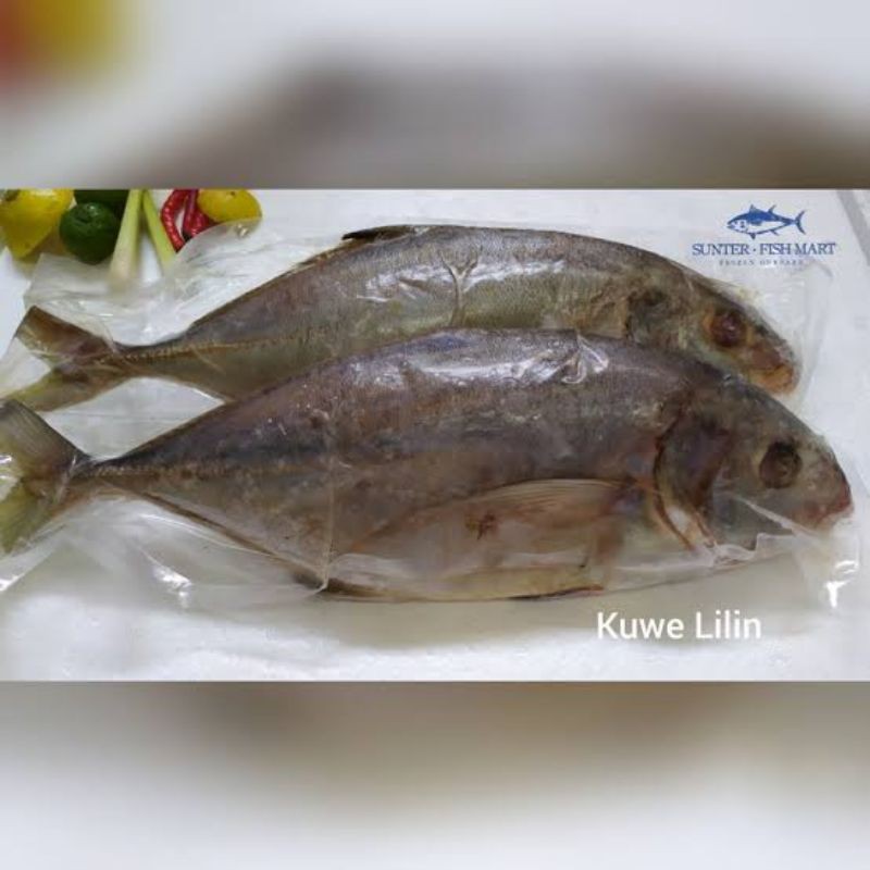 

Ikan Kuwelilin
