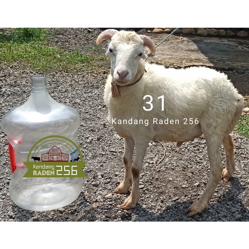 

Aqiqah domba Siap qurban BB < 16 kg, Cibinong Bogor