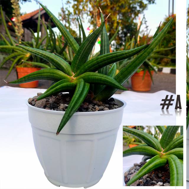 Sansivera Patens / Ed Eby #A