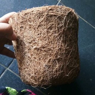 POT ANGGREK SABUT KELAPA TERLARIS Shopee Indonesia POT ANGGREK SABUT KELAPA TERLARIS Shopee Indonesia