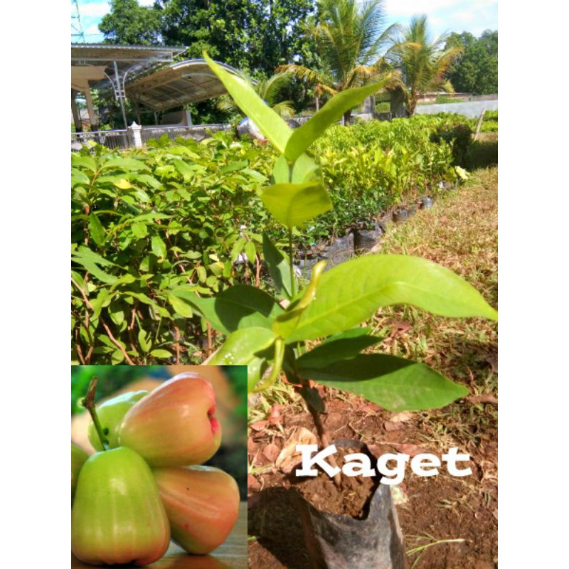 BIBIT JAMBU AIR KAGET OKULASI UNGGUL