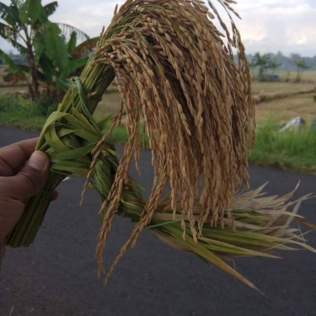 

Beras Merah Pulen Organik Petani Lokal Banyumas