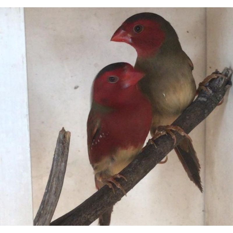 burung crimson finch sepasang