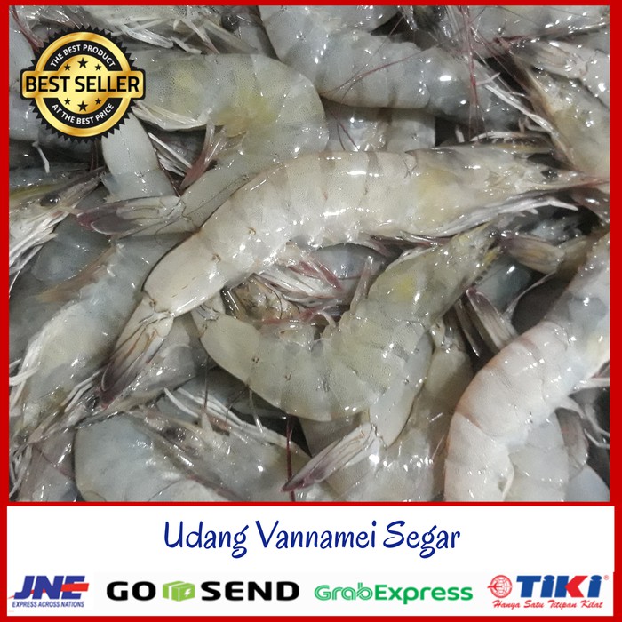 

UDANG VANAME SEGAR / UDANG VANNAMEI sz. 50 / Udang Besar