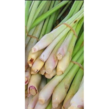 

SEREH DAPUR SERAI FRES 1kg