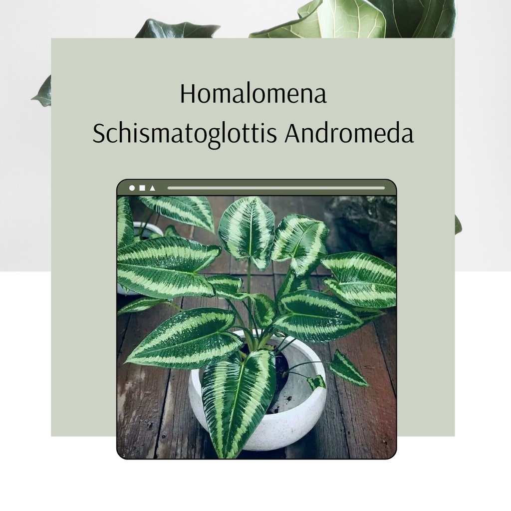 Tanaman Hias Bunga Andromeda Tanaman Andromeda homalomena schismatoglottis andromeda