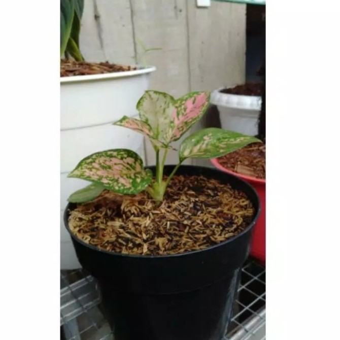 anakan aglonema lady valentine