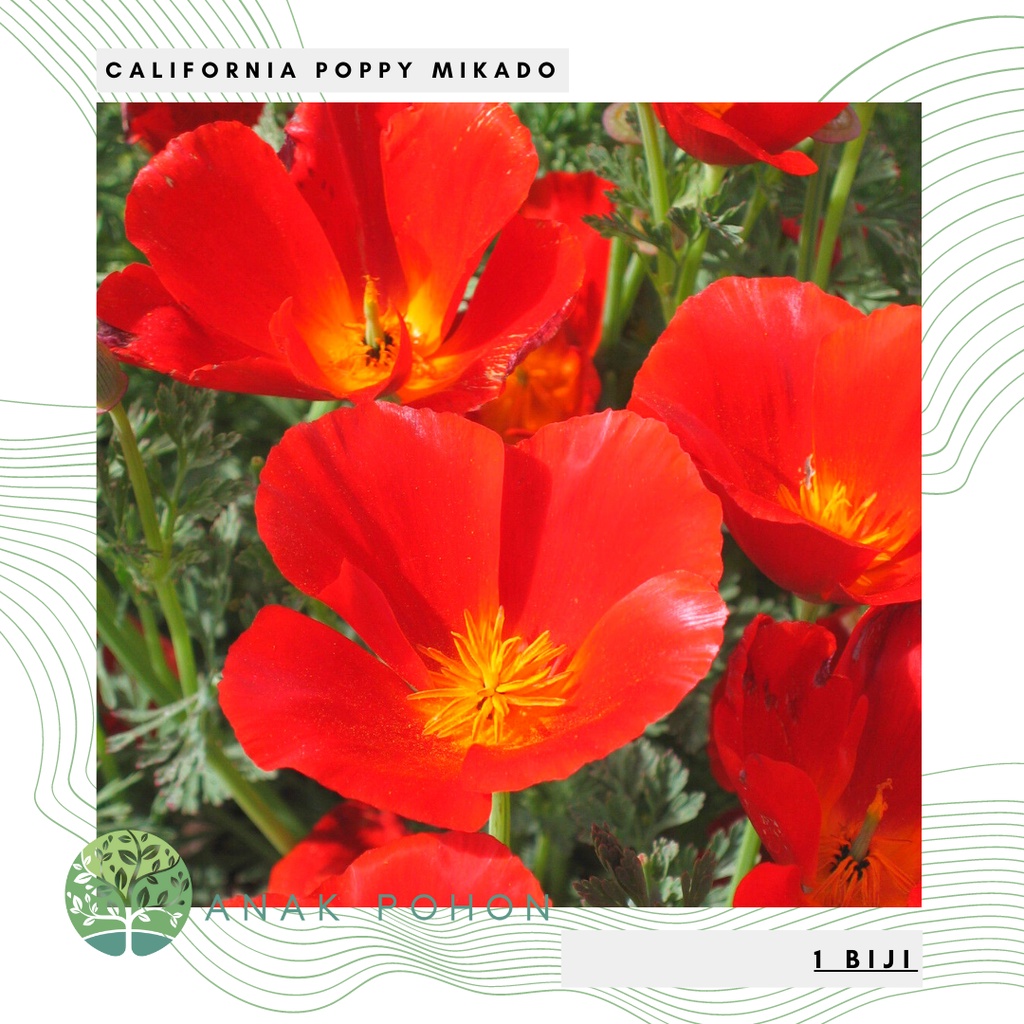 Benih Bibit Biji - Bunga California Poppy Mikado (Eschscholzia californica) Flower Seeds - IMPORT