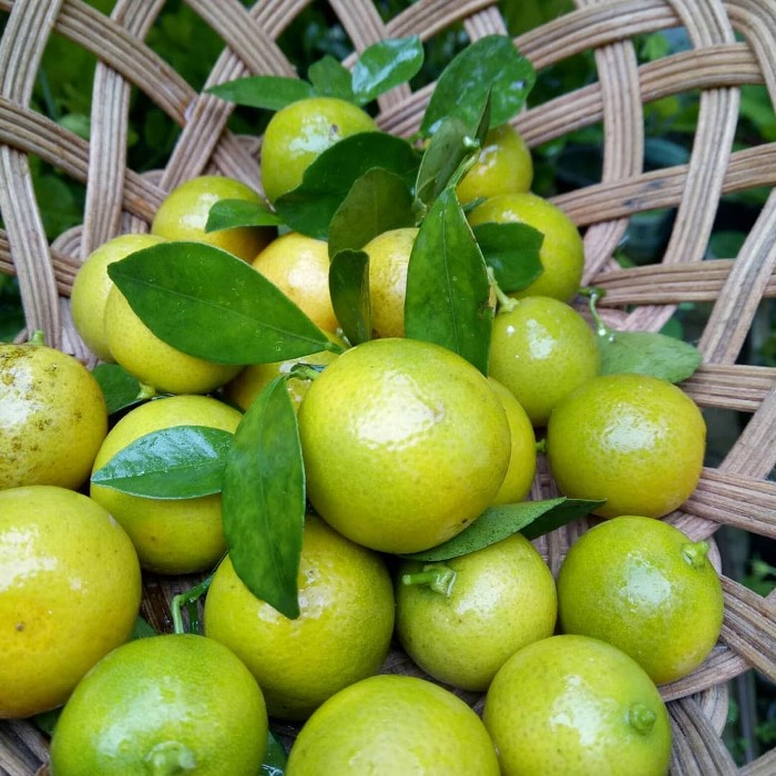 Bibit Tanaman Buah JERUK KIP Premium