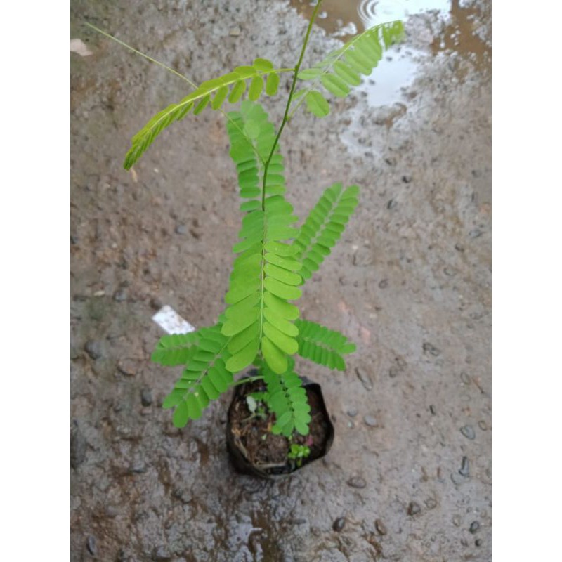 Bibit Pohon Herbal Saga Rambat