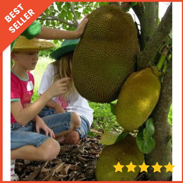 bibit nangka mini/bibit tanaman nangka mini