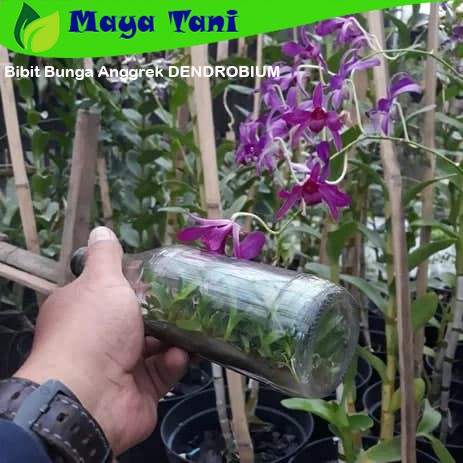Bibit Bunga Anggrek DENDROBIUM Anggrek Botol