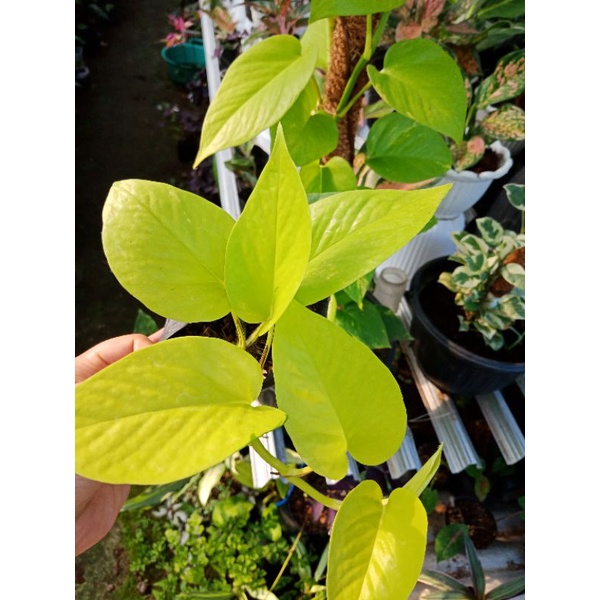 Macam-macam tanaman sirih-sirihan, sirih gading sirih silver sirih manjula sirih badak sirih golden 