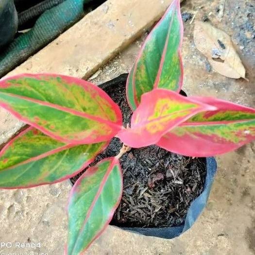 Tanaman hias argonema lipstik