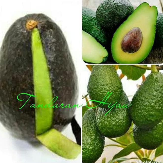 TERBAIK A1 BIBIT BUAH ALPUKAT HASS AUSTRALIA ASLI TERMURAH