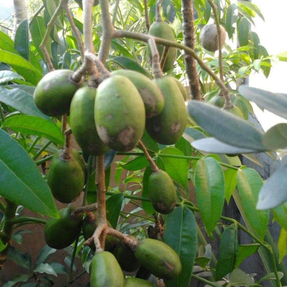 Bibit Kedondong Mini Genjah Dan Berbuah Lebat