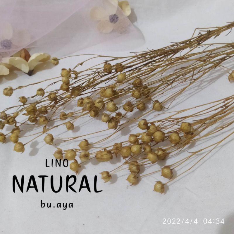 LINO DRIED FLOWER BUNGA KERING UNTUK MAHAR DEKORASI