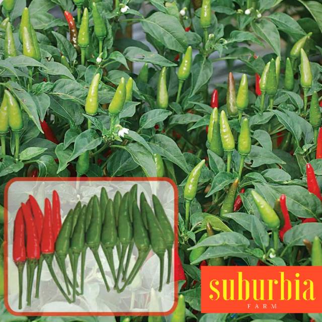 Bibit cabe rawit dapat berasal dari