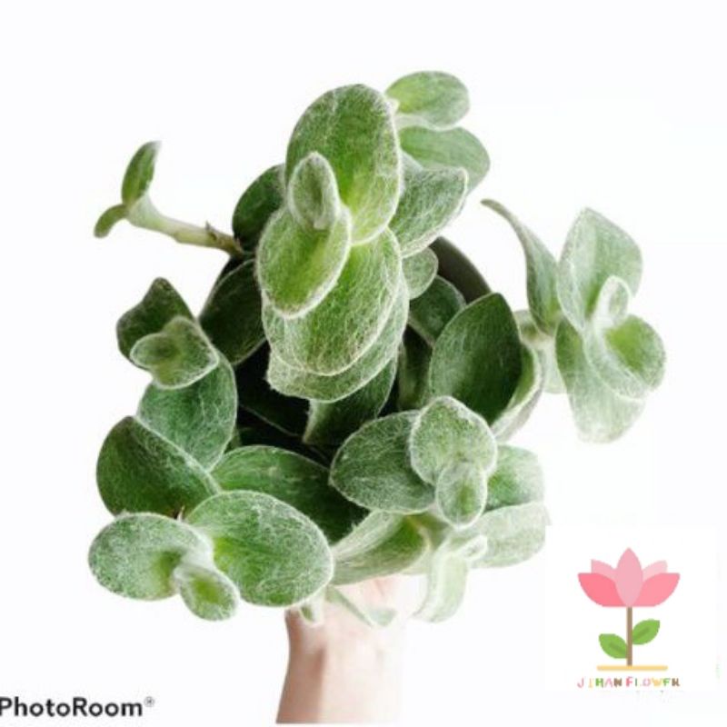 TANAMAN HIAS TRADESCANTIA SILLAMONTANA PURPLE