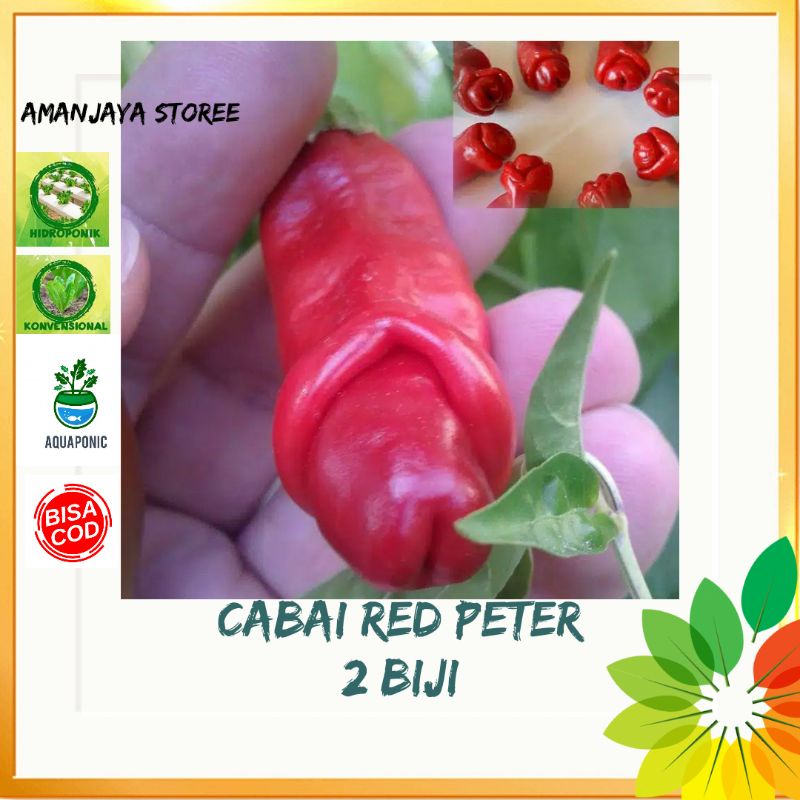 benih CABE RED PETER cabe hias cabe unik bibit tanaman