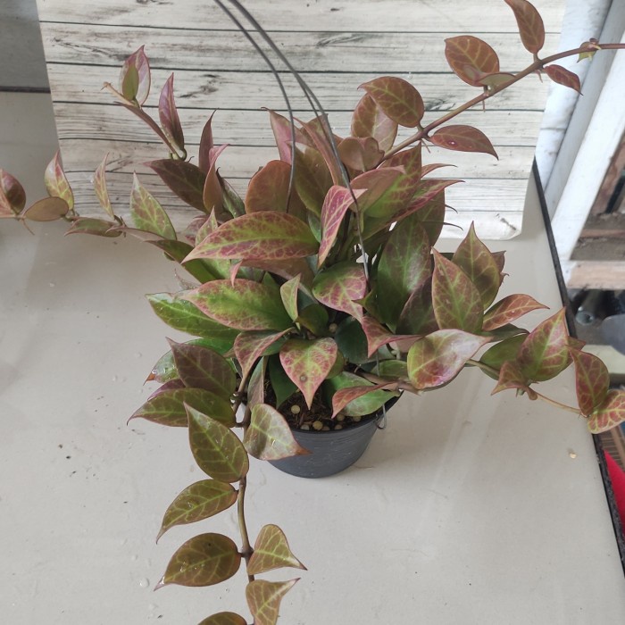 tanaman hias gantung hoya sunrise rimbun