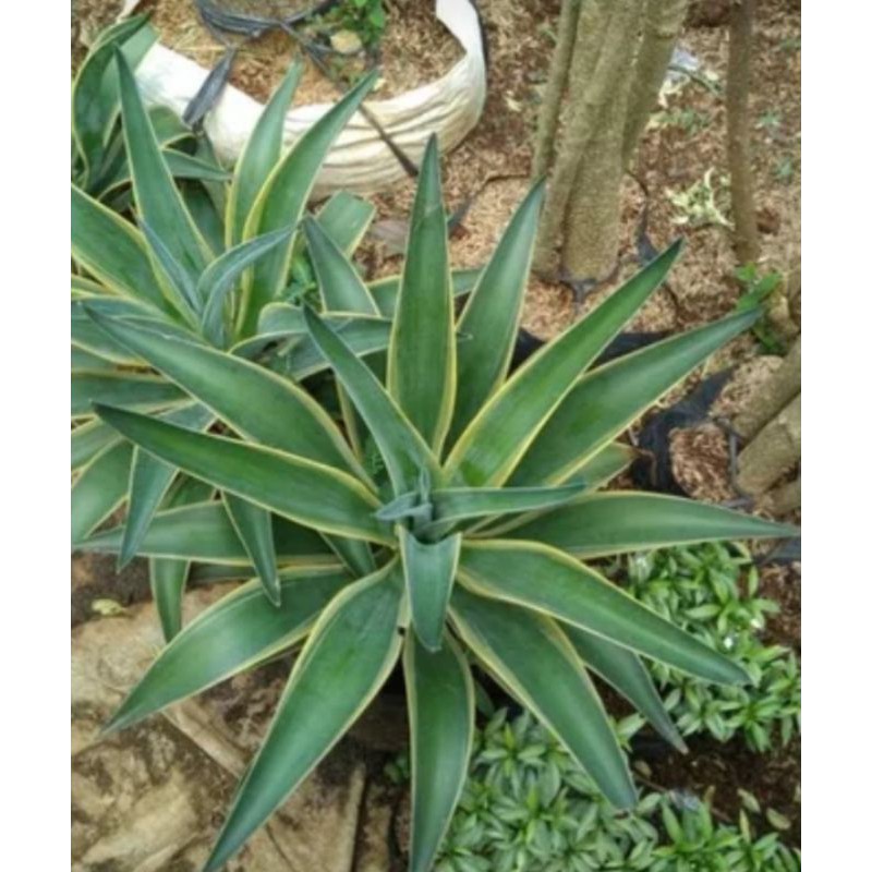 Tanaman Hias Siklok,pohon siklok