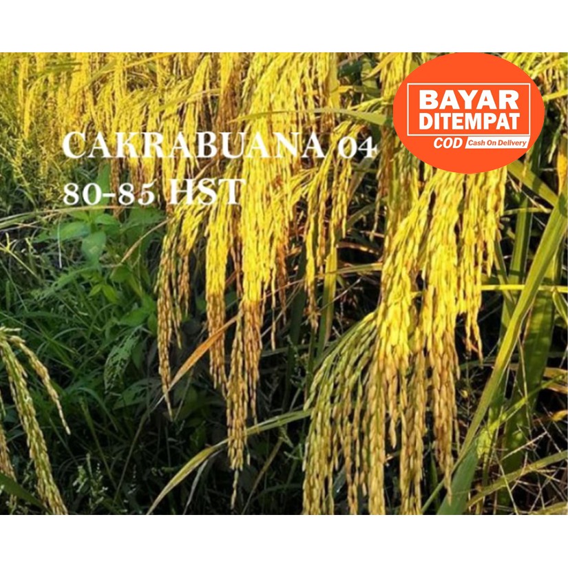 Benih Bibit Padi Cakrabuana  5kg Berkualitas