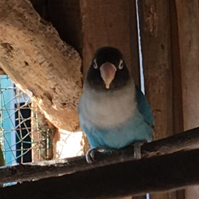 Khusus Cod Bandung Harga Termurah Burung Lovebird Anakan Juara