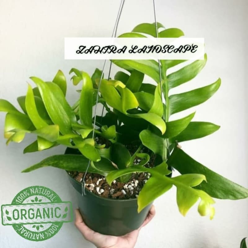 Tanaman Hias - Bibit Bunga Wijaya Kusuma Butterfly - Tanaman Indoor