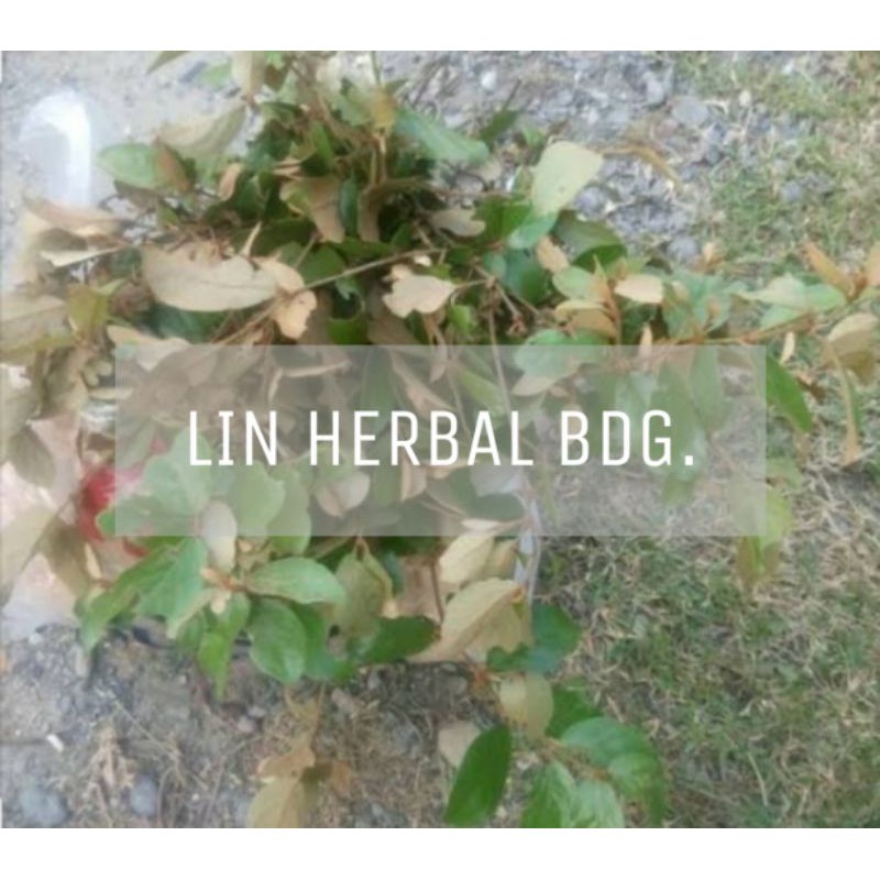 

benalu pohon jengkol segar paket 1 kg