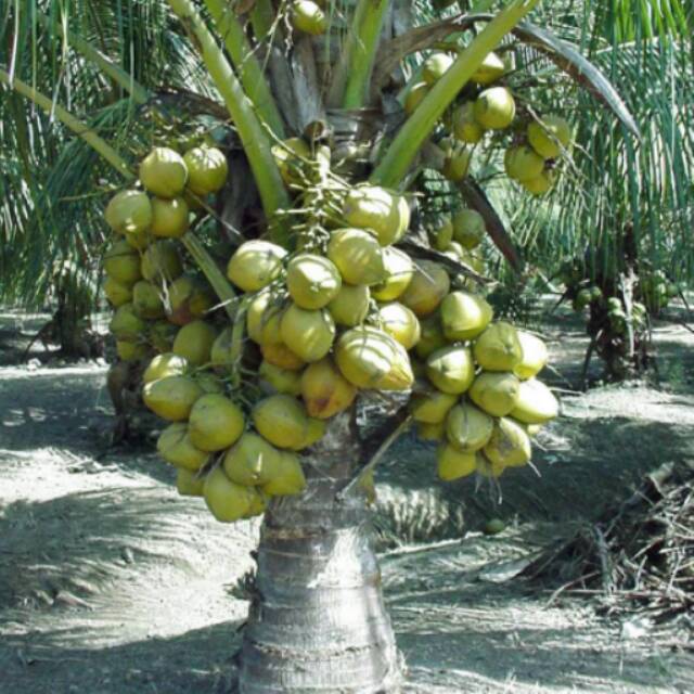 Bibit kelapa hibrida genjah