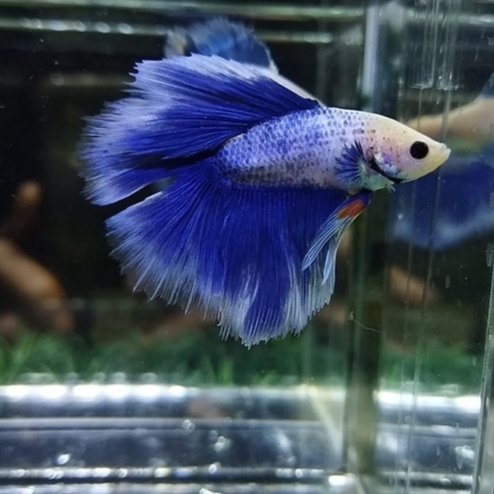 (PREMIUM) SEPASANG IKAN CUPANG HALFMOON DOUBLE TAIL/HMDT/DTHM GRIZZLE SIAP BREED 100% REALPICT (KODE