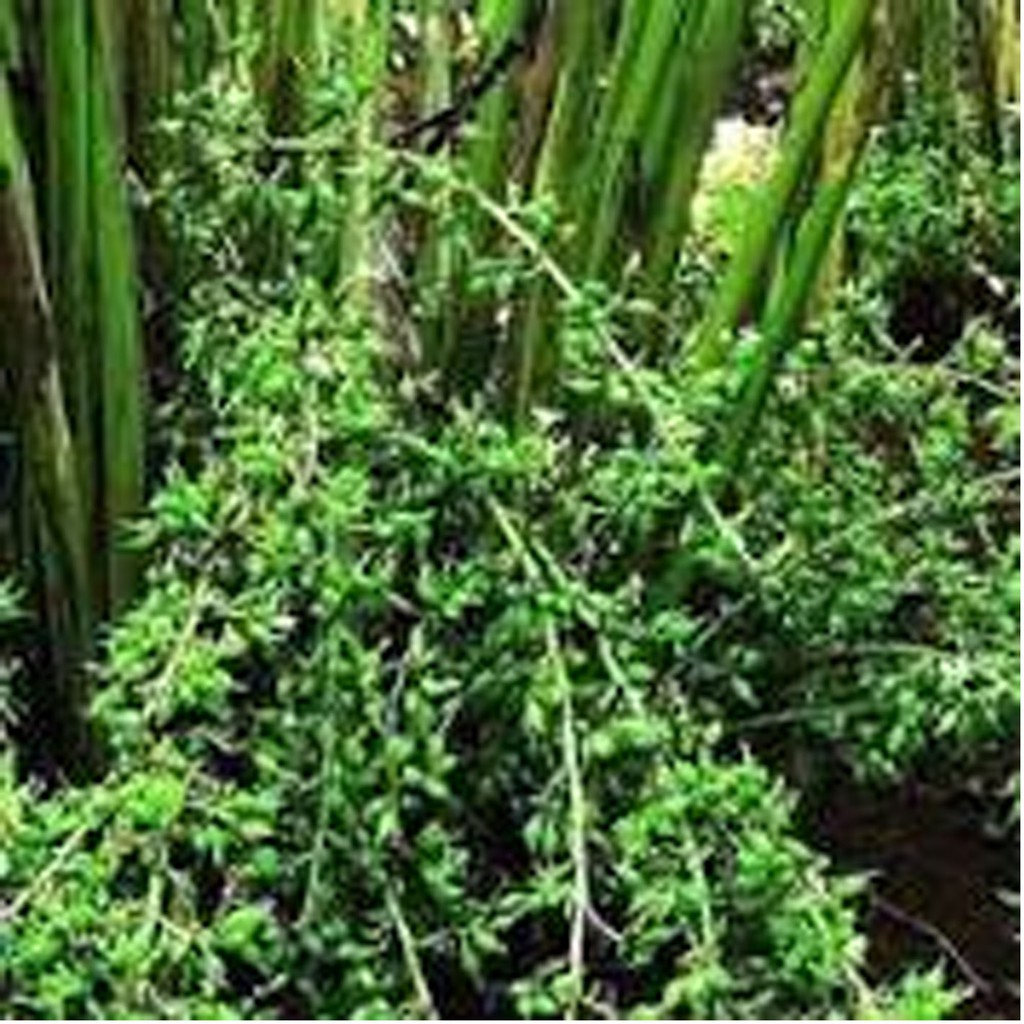 Bibit Kapulaga Hijau Arab India Asli Original