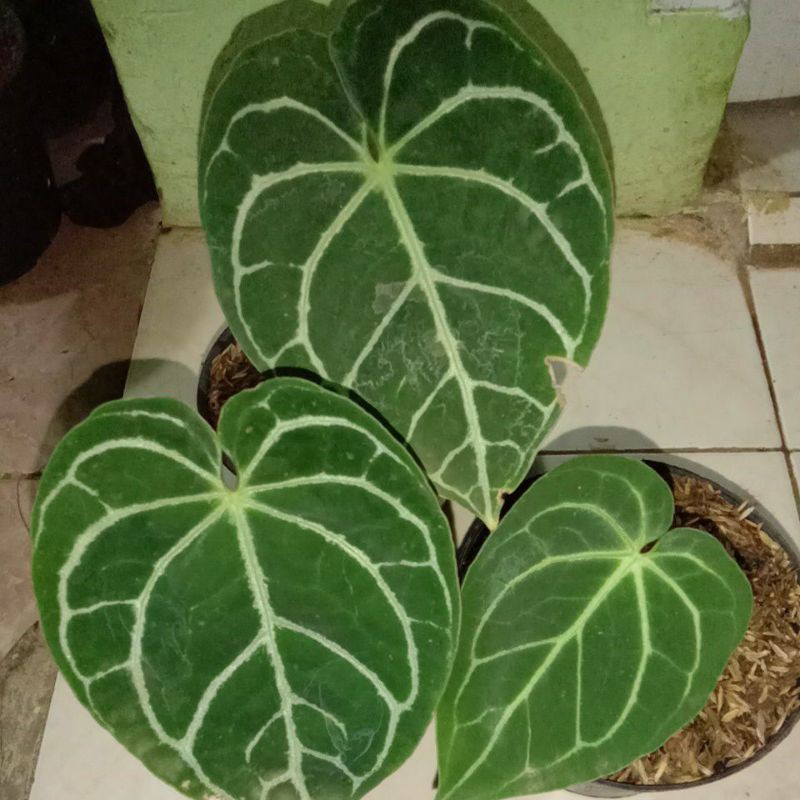 tanaman hias kuping gajah dorayaki mangkok-kuping gajah dorayaki