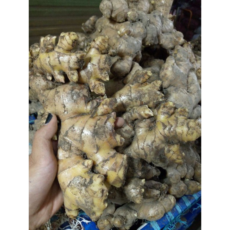 JAHE GAJAH 1kg / JAHE PUTIH MEDAN