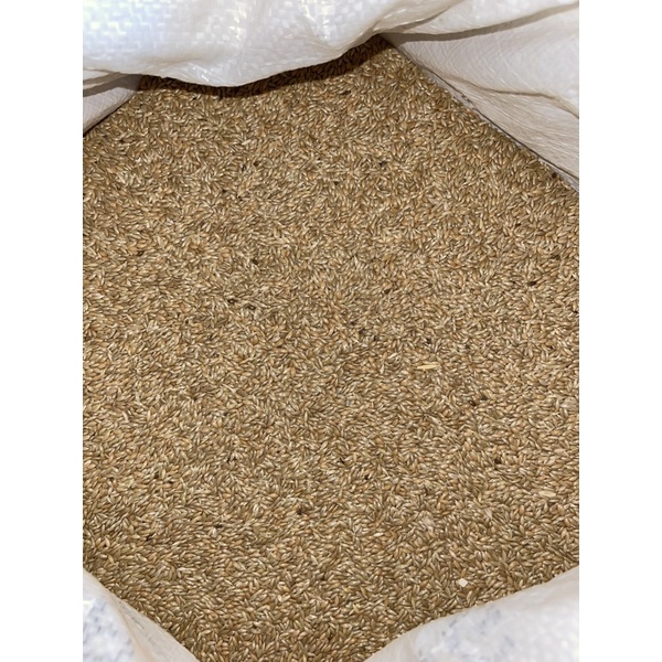Pakan Kenari Seed Biasa Kiloan