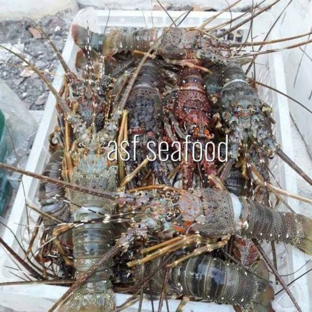 40+ Berapa Harga Udang 1 Kg Aktual