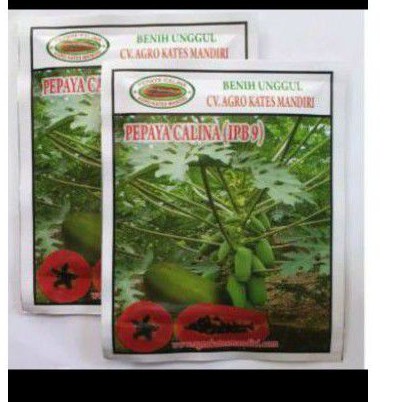 Benih Pepaya Calina IPB 5 gr