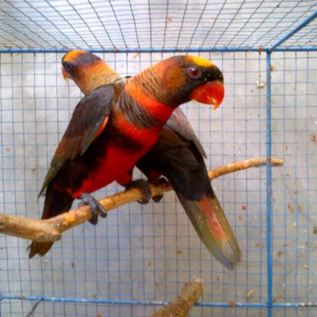 Nuri Dusky Parrot Shopee Indonesia