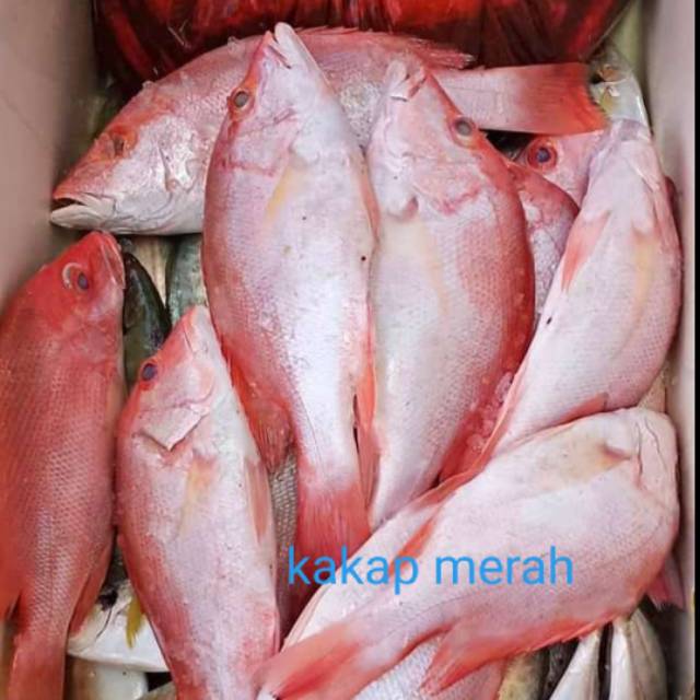 

Kakap merah fresh